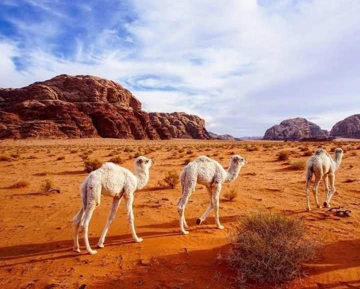 Enad Desert Camp Wadi Rum Exteriér fotografie